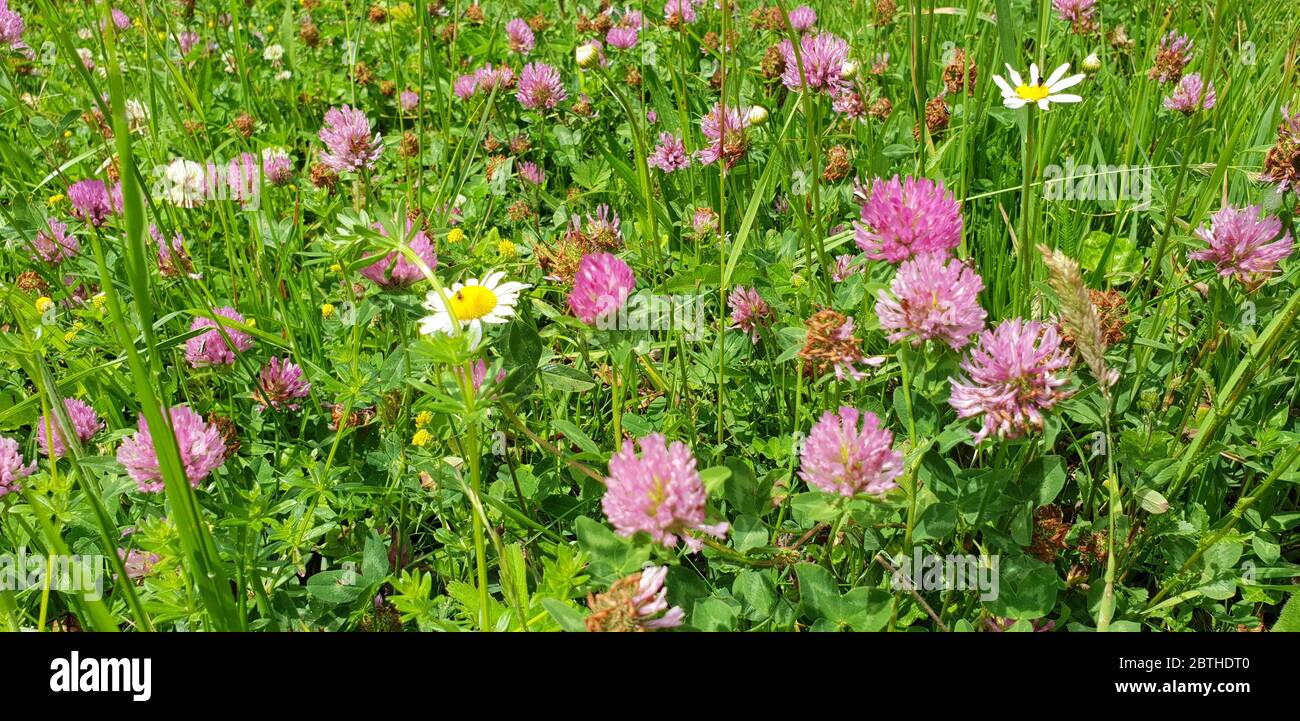 Rote Blütenkleeblätter auf grünem Blatthintergrund Stockfoto