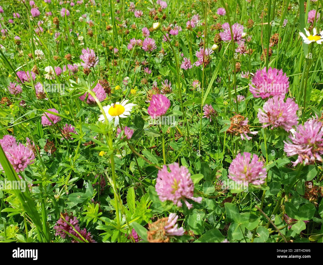 Rote Blütenkleeblätter auf grünem Blatthintergrund Stockfoto