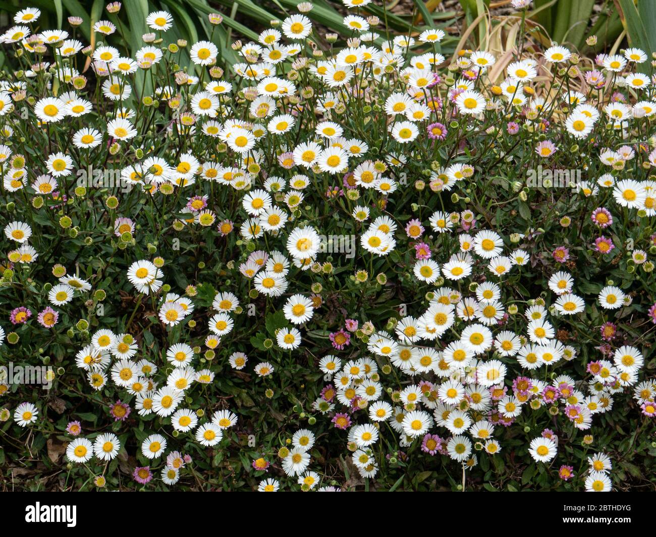 Ein großer Klumpen Erigeron karvinskianus bedeckt mit kleinen weißen Gänseblümchen am Rand einer Grenze Stockfoto