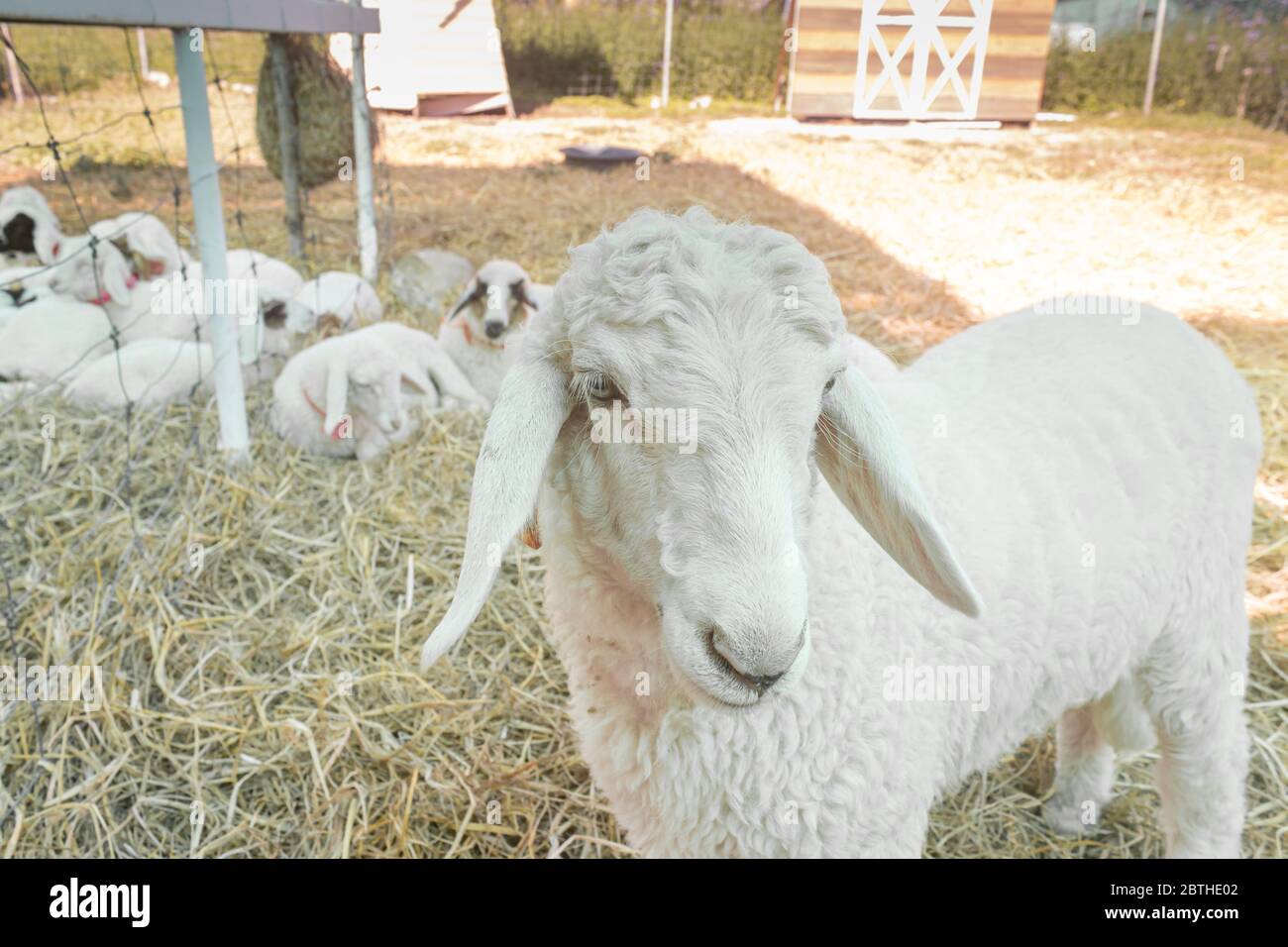 Weiße Schafe stehend und aussehende Kamera auf Strohhalm Boden in Schafstall oder Stall mit natürlichem Licht auf rechten Rahmen Stockfoto
