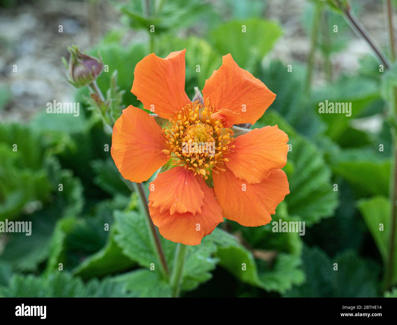 Eine Nahaufnahme einer einzelnen orangefarbenen Blume von Geum Sea Breeze Stockfoto