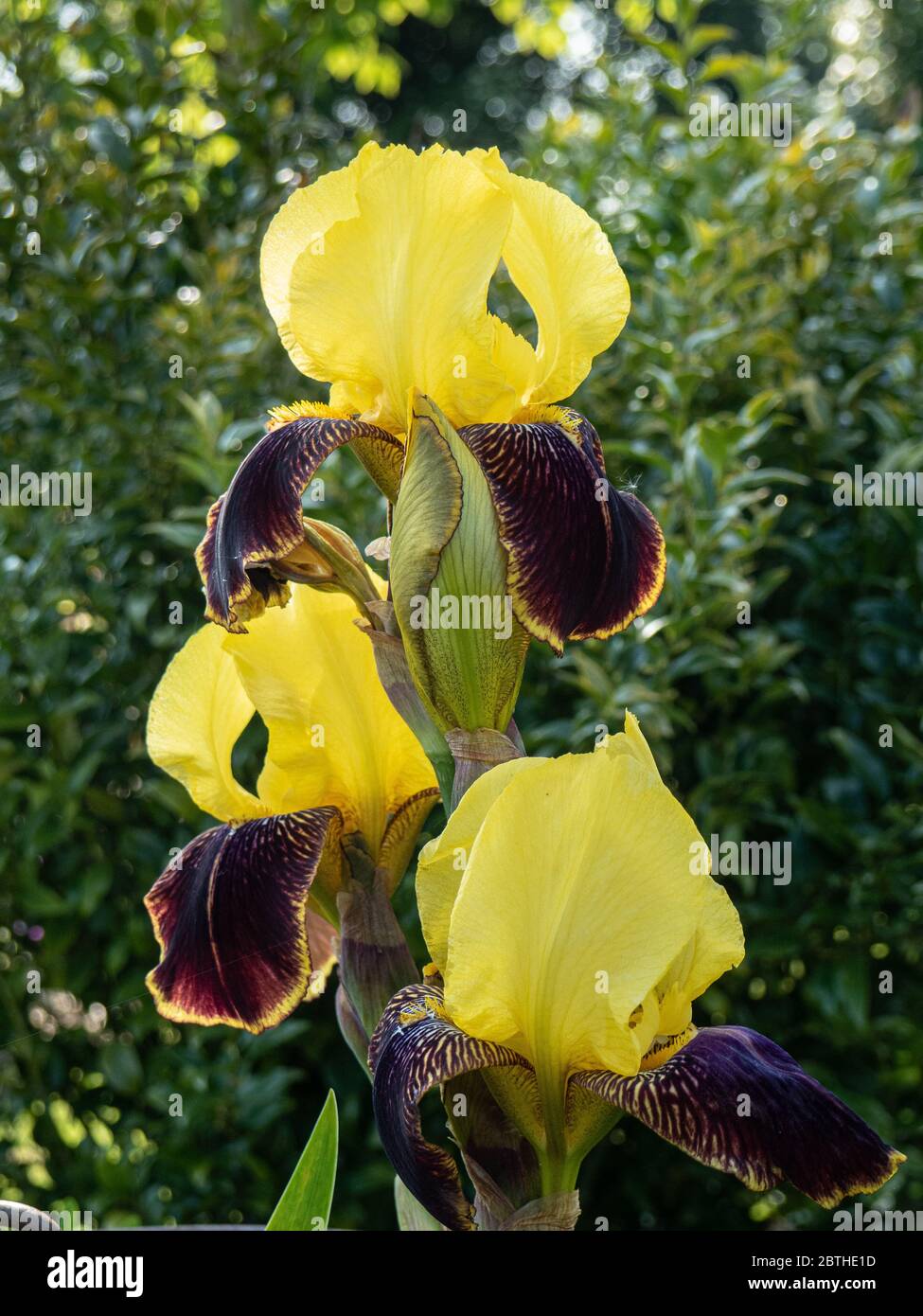 Eine Nahaufnahme der Blütenspitze der bärtigen Iris Karnevalszeit Stockfoto