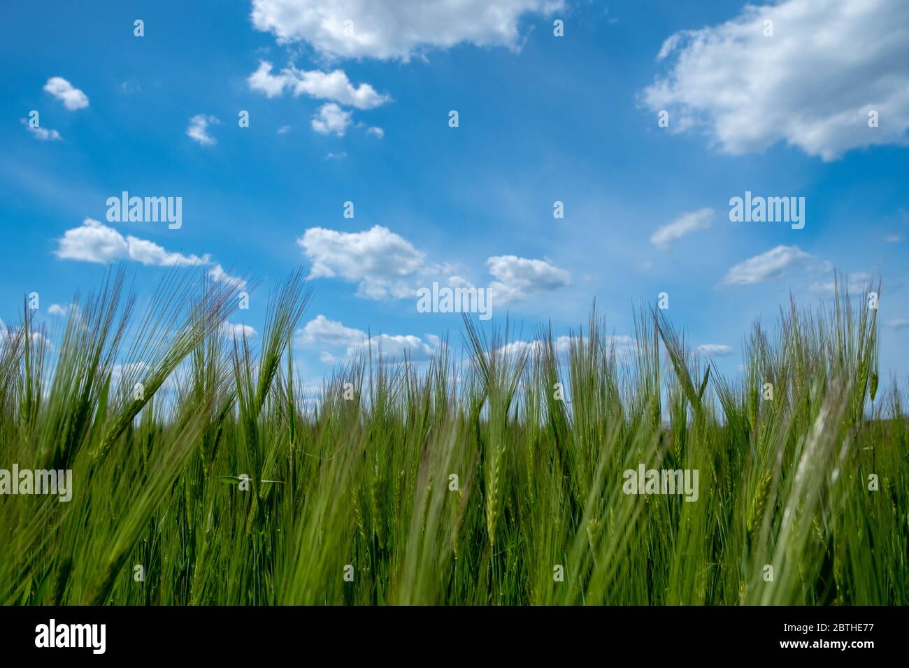Gerstenfeld mit blauem Himmel. Grüne Gerste Getreide . Wachstum von Gerstenbrot Stockfoto