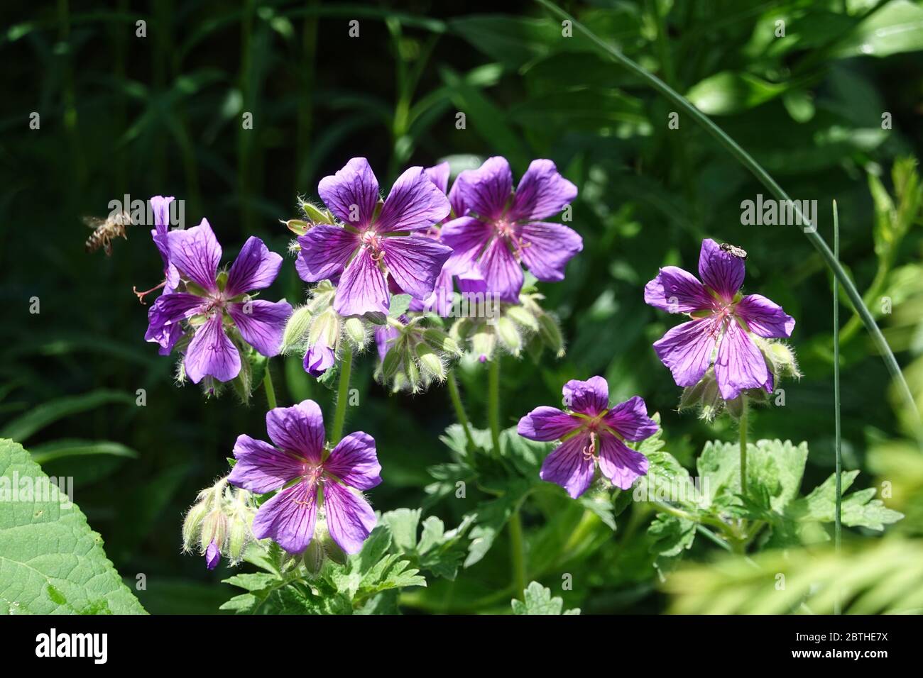 Blüten von blühenden lila Kranzschnabel mit Biene, Geranie x magnificum, Nahaufnahme im Frühjahr, verträumter Blütenstand mit verschwommenem Hintergrund, Stockfoto