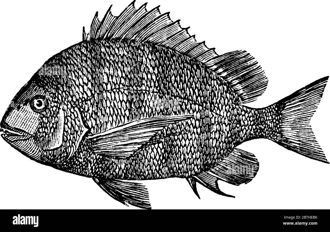 Der Schafskopf, ein Fisch aus der Familie der Sparidae von Brassen und Porgies, Vintage-Strichzeichnung oder Gravur Illustration. Stock Vektor