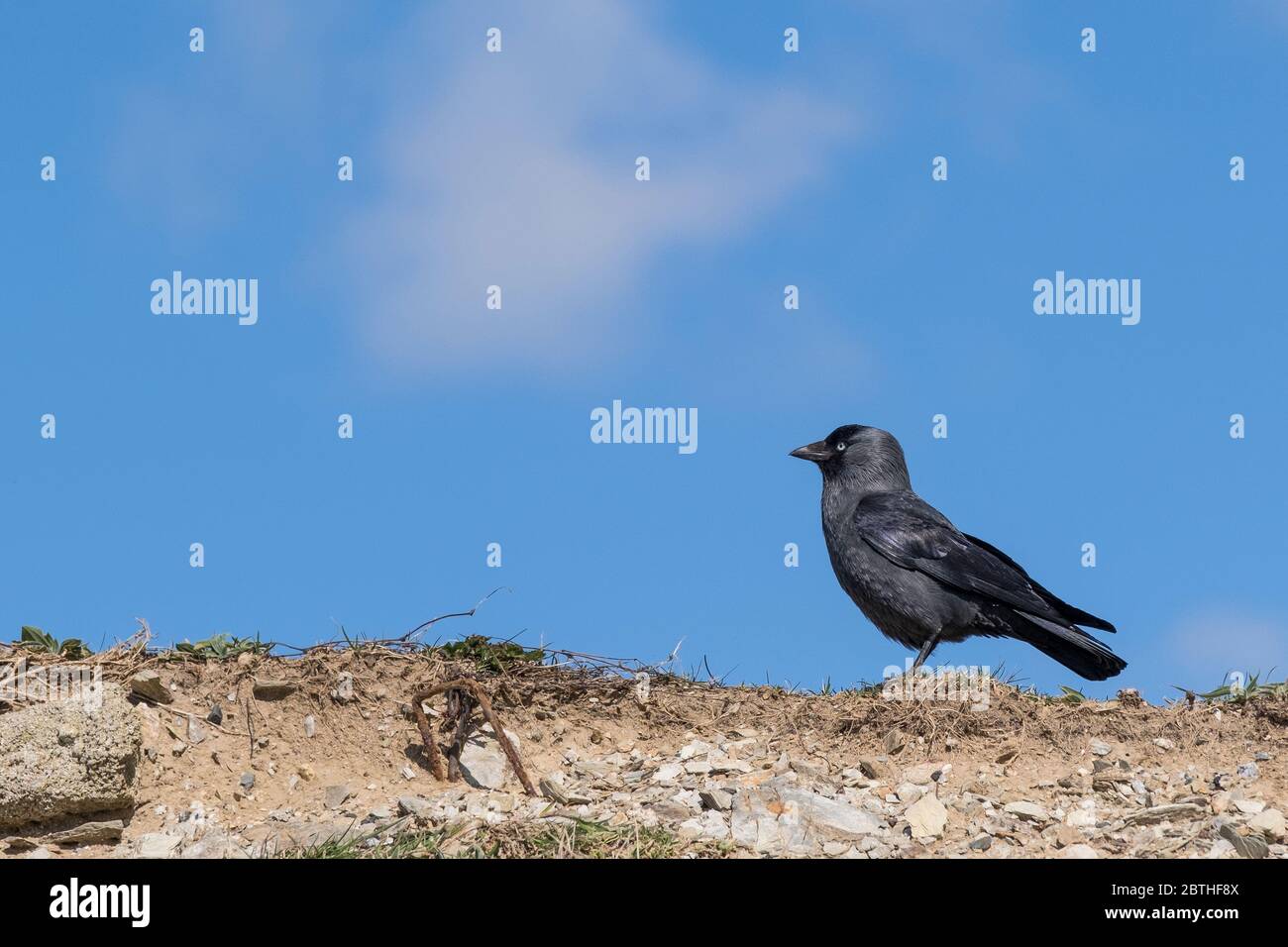 Ein Jackdaw Corvus monedula. Stockfoto