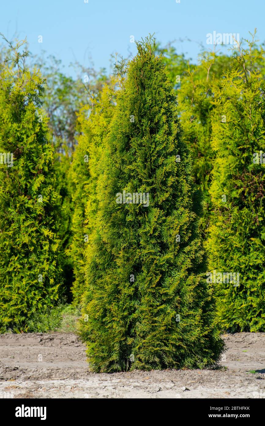 thuja occidentalis fire chief Fire Chief Arborvitae (Thuja) main image 1