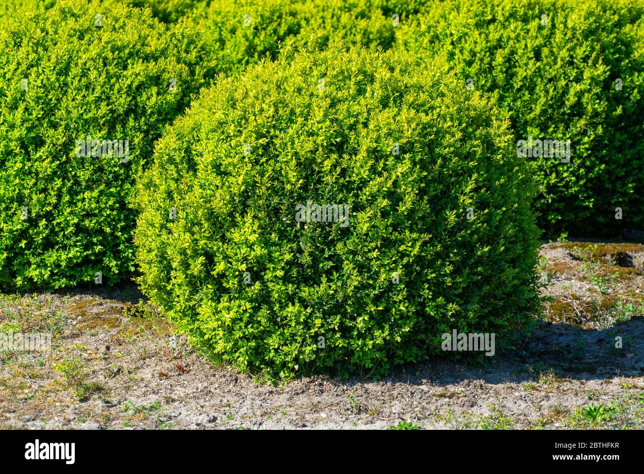 Plantage mit Reihen von immergrünen Buxus Buchsbaum Pflanzen in