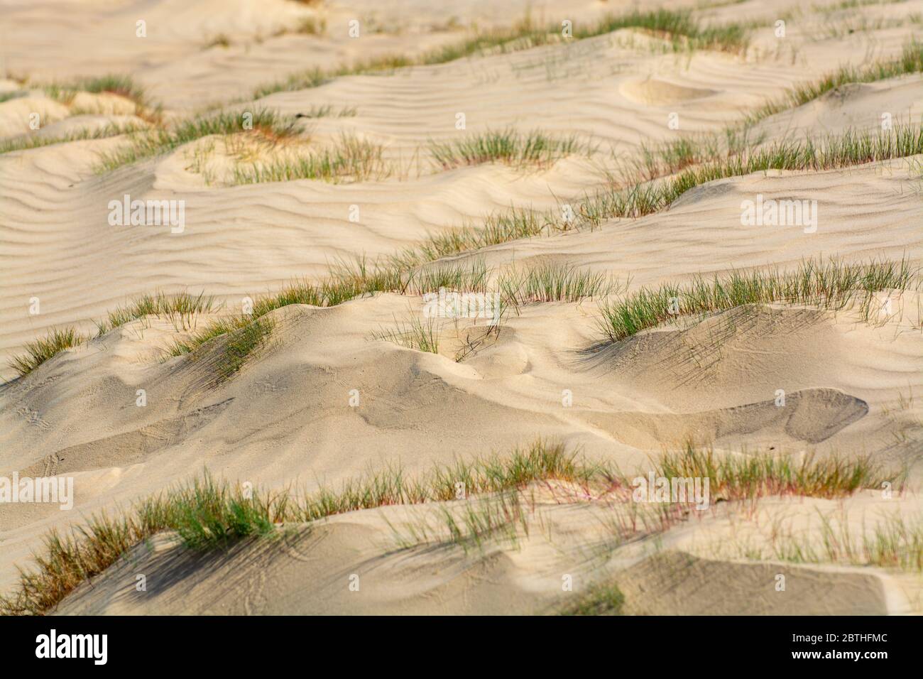 Wüste Naturlandschaften im Nationalpark De Loonse en Drunense Duinen, Nordbrabant, Niederlande bei schönem Tag Stockfoto