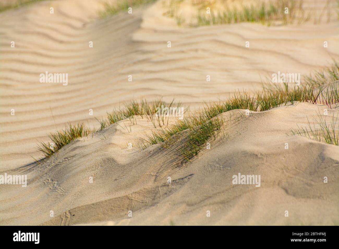 Wüste Naturlandschaften im Nationalpark De Loonse en Drunense Duinen, Nordbrabant, Niederlande bei schönem Tag Stockfoto