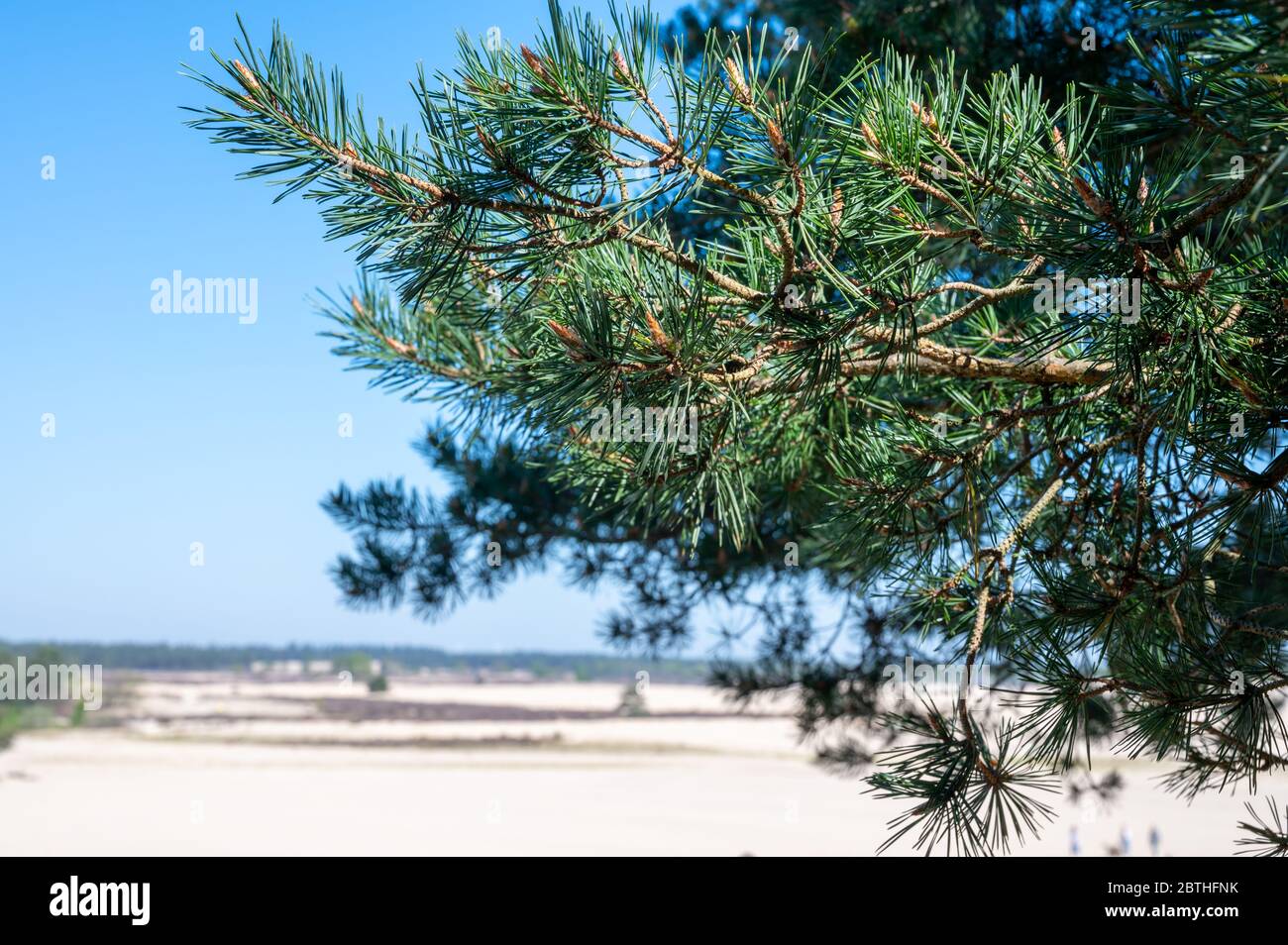 Wüste Naturlandschaften im Nationalpark De Loonse en Drunense Duinen, Nordbrabant, Niederlande bei schönem Tag Stockfoto