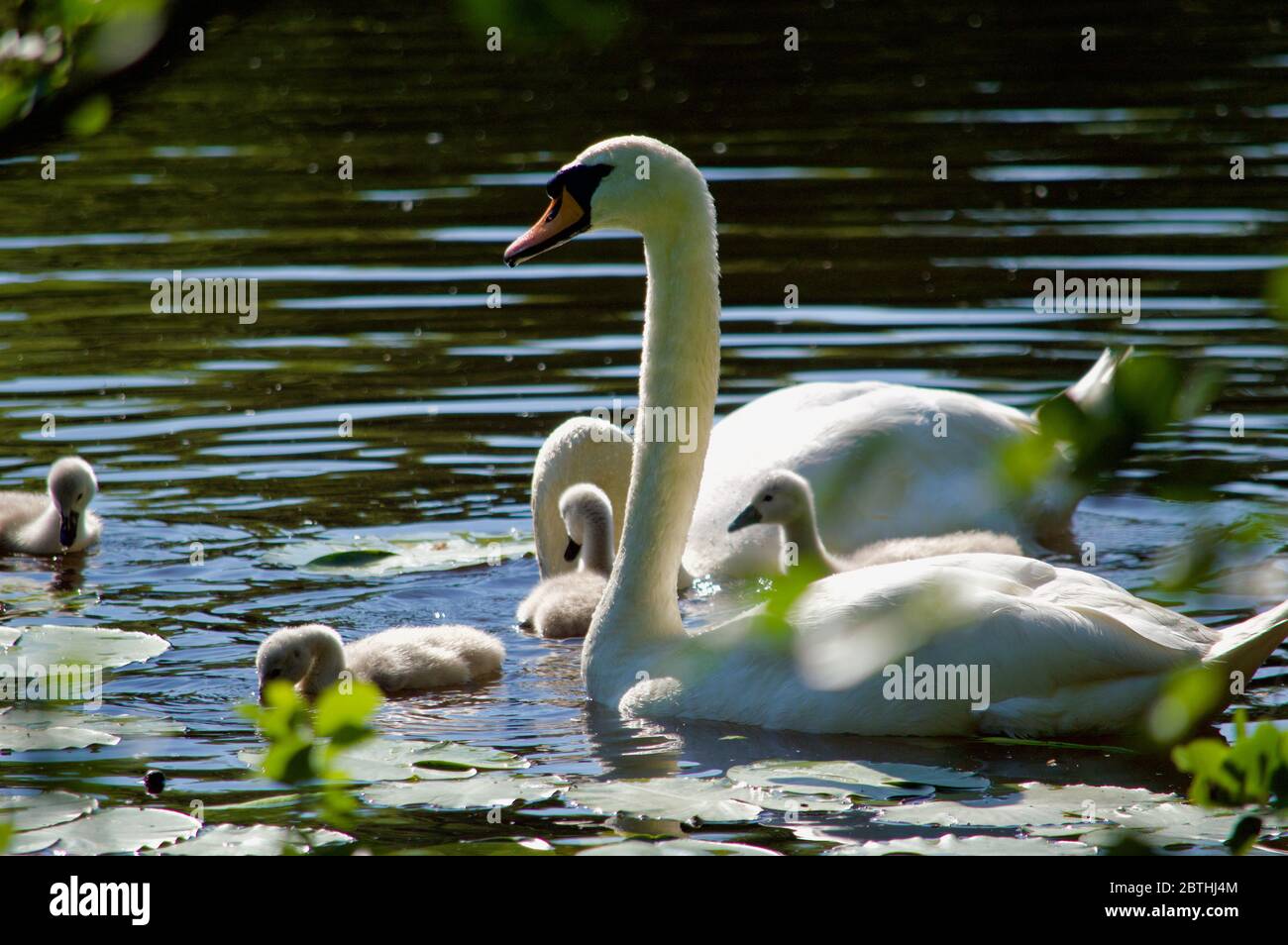 Cygnets, die von ihren Eltern am Queensmere Pond in Wimbledon Common, London, Großbritannien, gefüttert werden Stockfoto