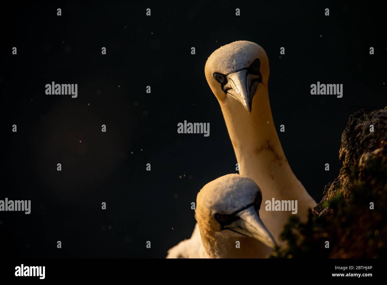 Ein Gannet nistet am 9. Juli 2019 in der Nähe von Bridlington, England auf den Bempton Cliffs. Tausende Seevögel, darunter auch Tölpel, ziehen aus wärmeren Klimazonen ein, um auf den Kreidefelsen von Bempton in North Yorkshire zu nisten, wo sie den Sommer mit der Zucht und Aufzucht ihrer Jungen verbringen werden. Über 20,000 Ganets - die lebenslang paaren und über 20 Jahre leben können - bilden die Viertel Million Seevögel, die jeden Sommer auf diesen 100 Meter hohen Kreidefelsen wieder nisten. Die Ganets, die auf dem Bempton Cliffs RSPB Reservat nisten, bilden die größte Brutkolonie auf dem britischen Festland. Stockfoto