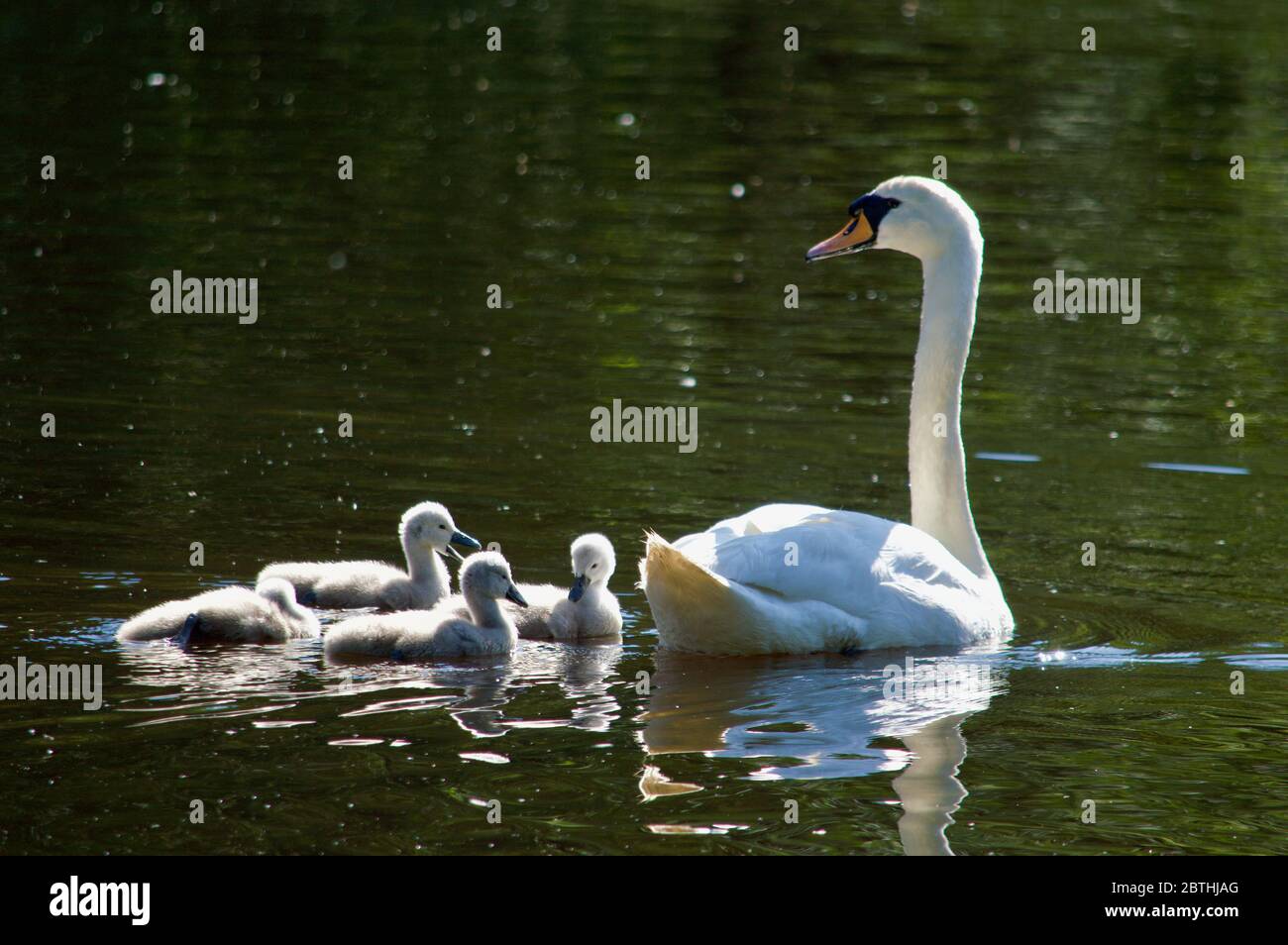 Cygnets, die von ihren Eltern am Queensmere Pond in Wimbledon Common, London, Großbritannien, gefüttert werden Stockfoto