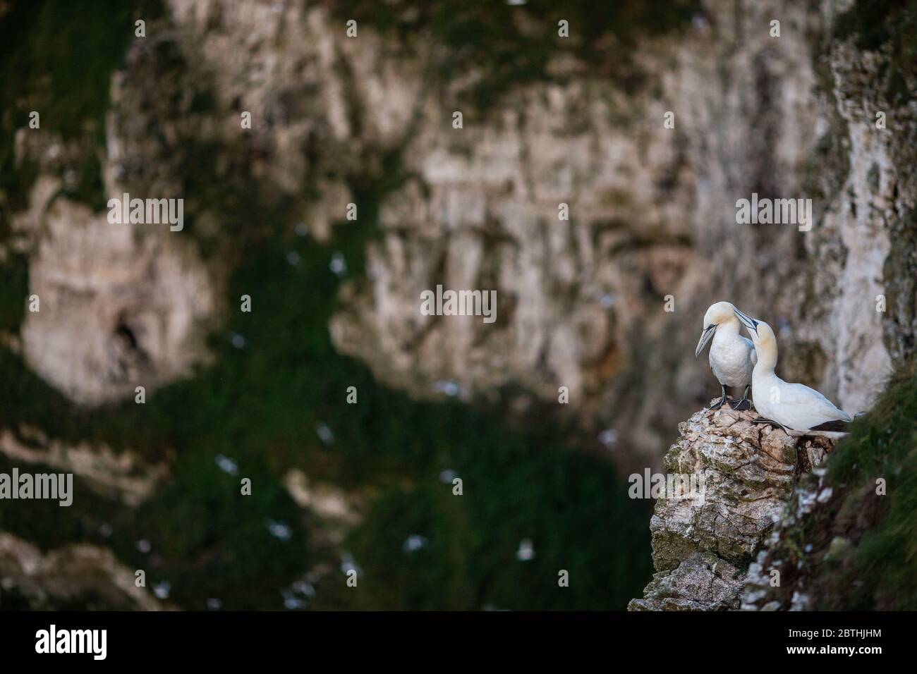 Ein Gannet nistet am 9. Juli 2019 in der Nähe von Bridlington, England auf den Bempton Cliffs. Tausende Seevögel, darunter auch Tölpel, ziehen aus wärmeren Klimazonen ein, um auf den Kreidefelsen von Bempton in North Yorkshire zu nisten, wo sie den Sommer mit der Zucht und Aufzucht ihrer Jungen verbringen werden. Über 20,000 Ganets - die lebenslang paaren und über 20 Jahre leben können - bilden die Viertel Million Seevögel, die jeden Sommer auf diesen 100 Meter hohen Kreidefelsen wieder nisten. Die Ganets, die auf dem Bempton Cliffs RSPB Reservat nisten, bilden die größte Brutkolonie auf dem britischen Festland. Stockfoto