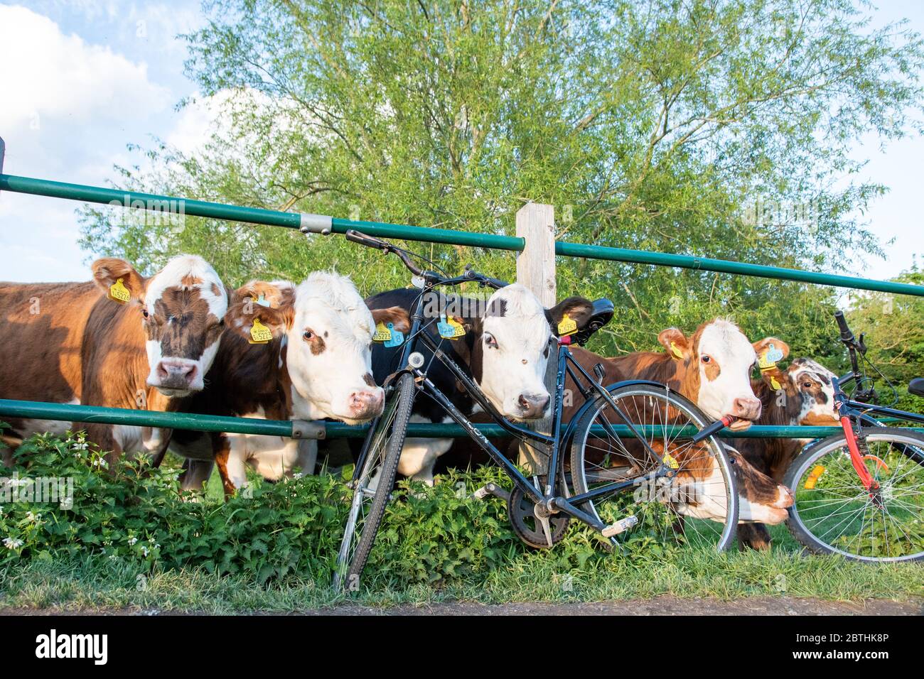 Eine Gruppe Kühe stecken ihre Köpfe durch den Zaun lustig Stockfoto