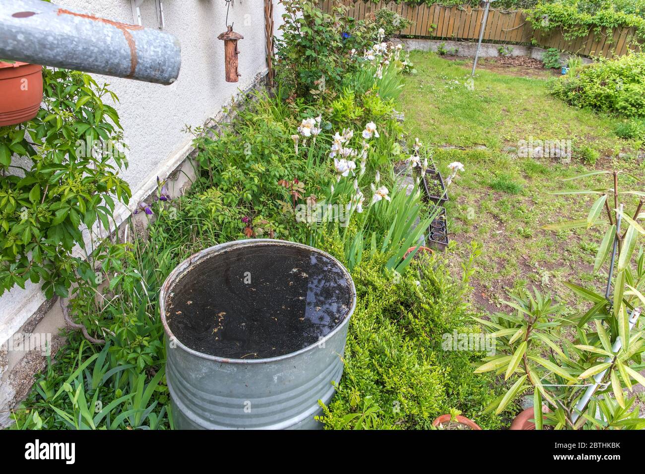 Altes Metall-Regenwasserfass. Bewässerung des Gartens. Wassersparen.  Wasserversorgung für trockenen Sommer. Regenwasserabfluss Stockfotografie -  Alamy