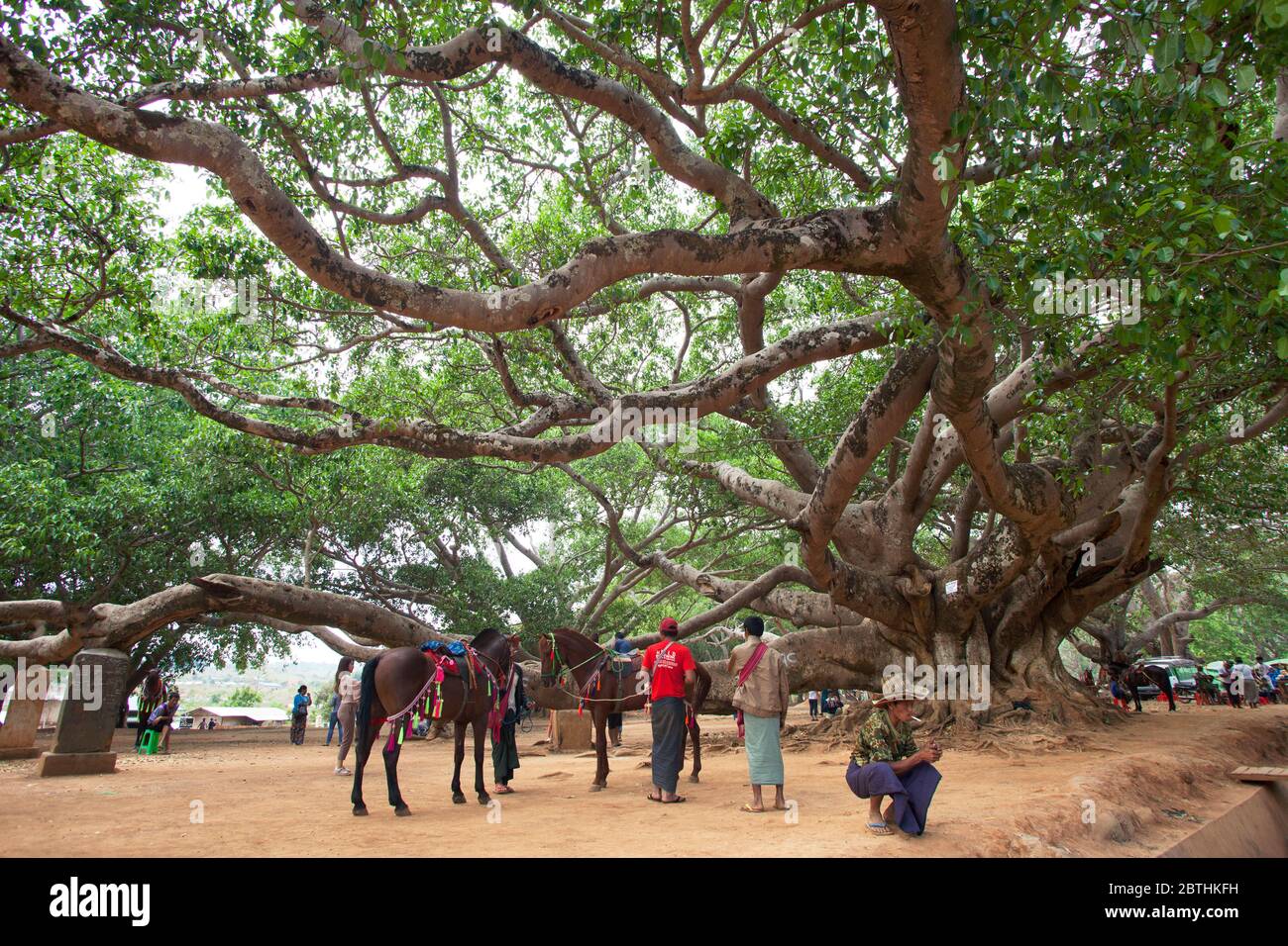 Riesiger banyan Baum in einem Park, Pindaya Dorf, Staat Shan, Myanmar, Asien Stockfoto