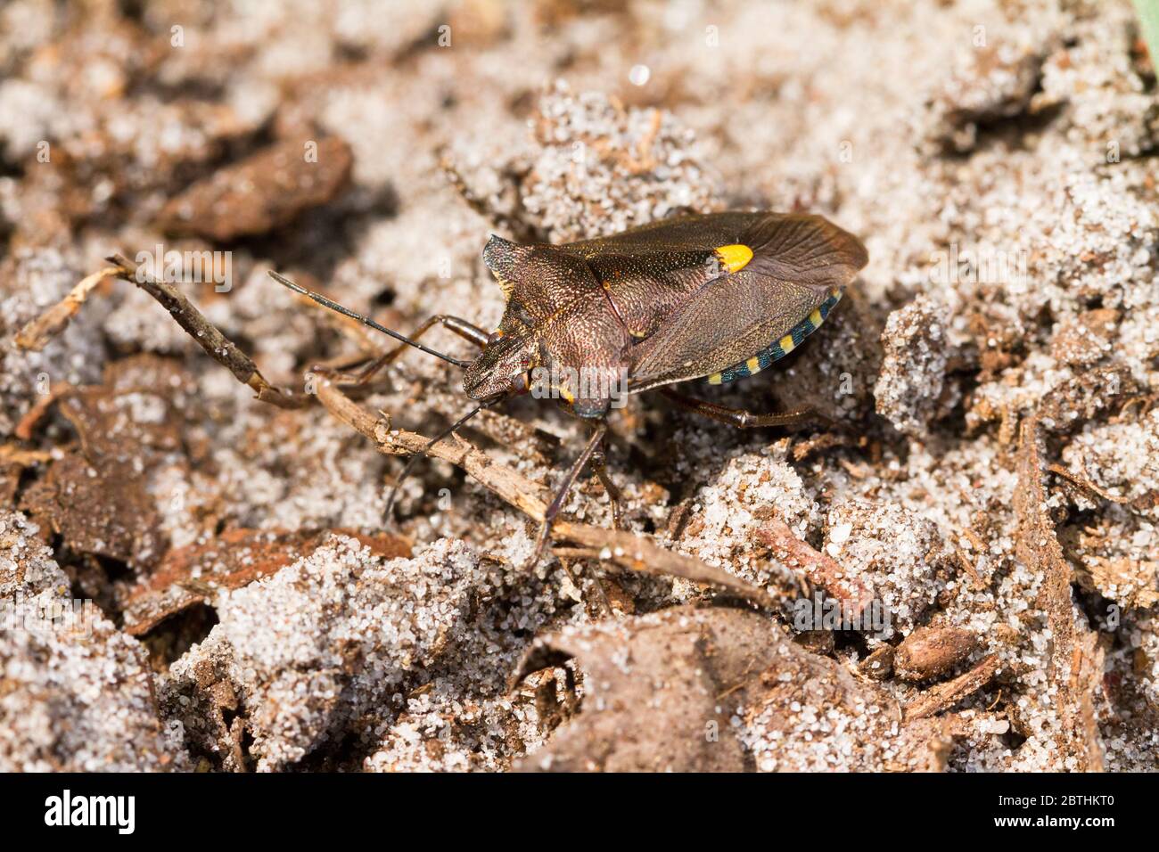 Der Waldkäfer oder Rotbeiner Schildbug (Pentatoma rufipes) Stockfoto