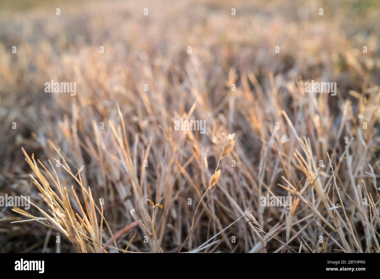 Trockenes Gras aufgrund von Trockenheit Stockfoto