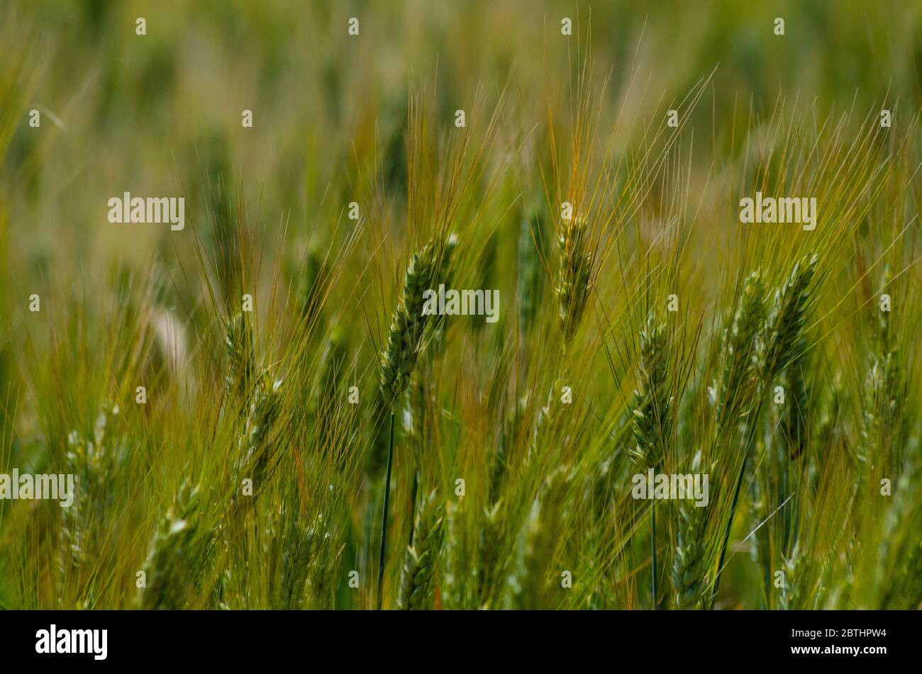 Gerste ( Horduem vulgare ) wächst auf einem Feld in Evros Griechenland Stockfoto
