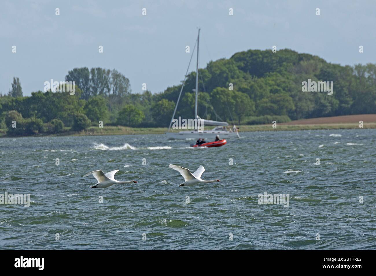 Fliegende Schwäne, Maasholm, Ostsee Fiord Schlei, Schleswig-Holstein, Deutschland Stockfoto