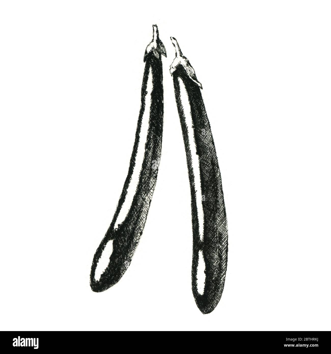 Handgezeichnetes Schwarz Weiss Bild Der Aubergine Nur Jpeg Stockfotografie Alamy