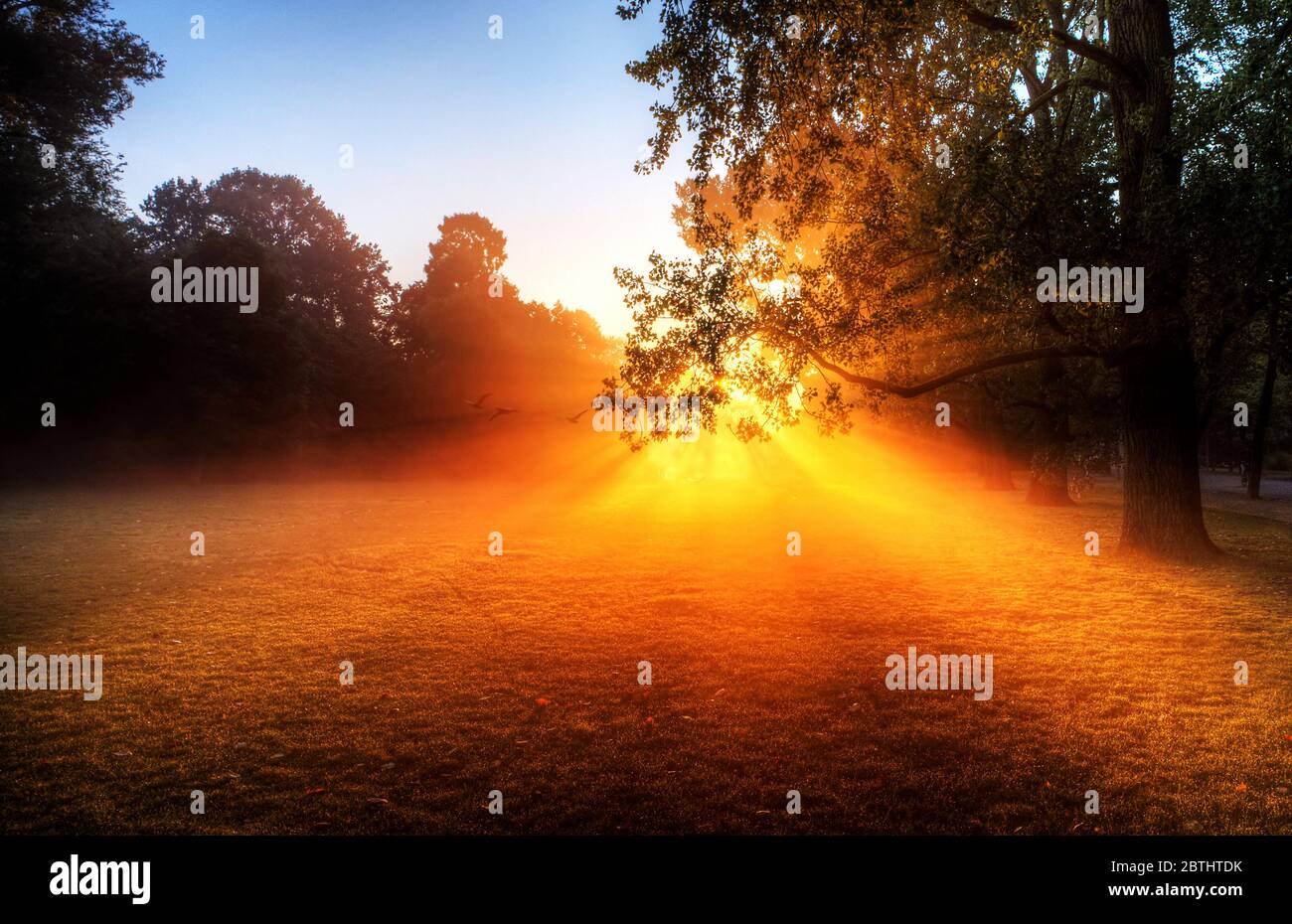 Schöne Sonnenbräunliches im Vondelpark in Amsterdam, Niederlande Stockfoto