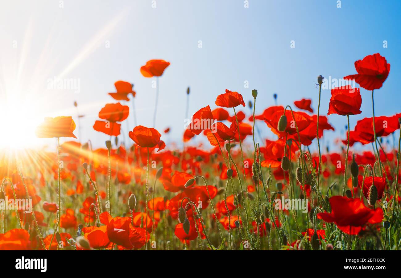 Schönes Feld von roten Mohnblumen im Sonnenuntergang Licht. Stockfoto