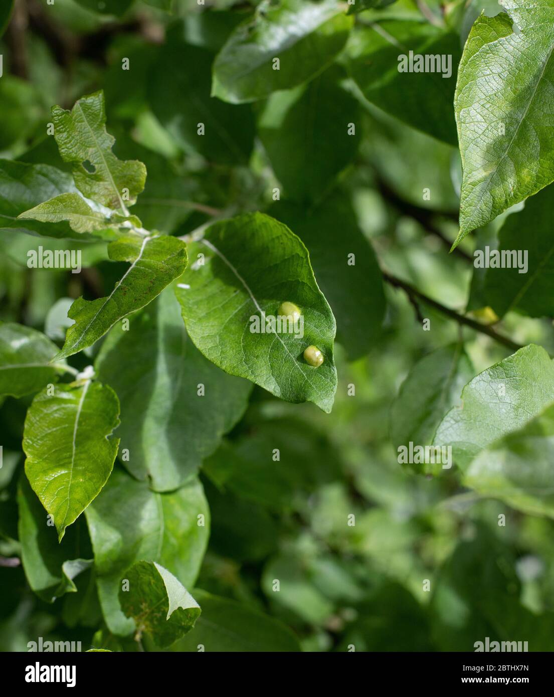 Leaf Gloalls Stockfoto