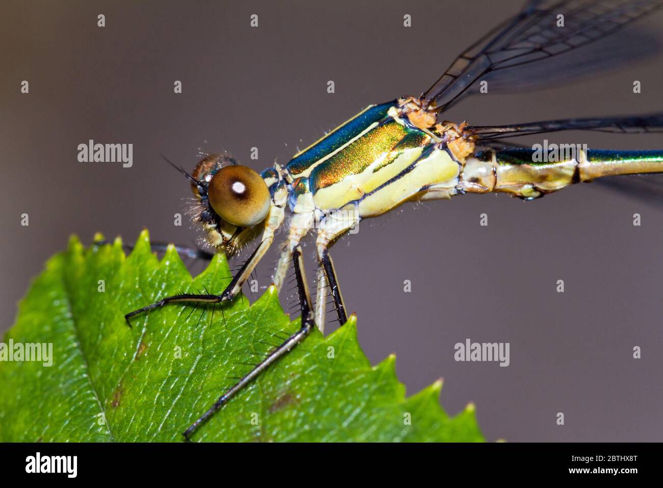 Wunderschönes Damselfly (Präs. Pseudagrion apicale) in Maraontsetra, Madagaskar Stockfoto