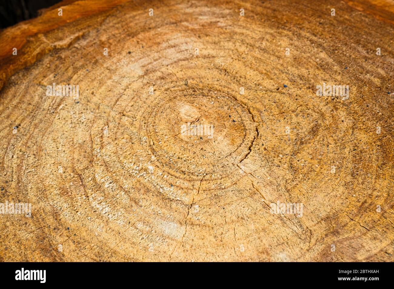 Natürliche Holzstruktur von geschnittenem Baumstamm. Nahaufnahme Holzschnitt Struktur. Weidenbaum. Verkauf. Selektiver Fokus Stockfoto