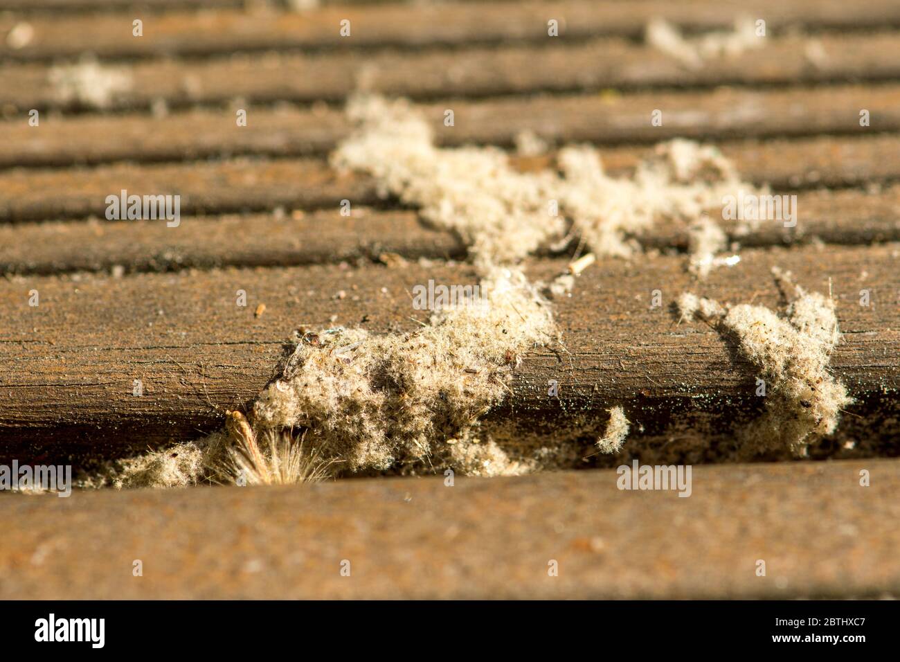 Pollen nach einem Regen auf der Holzterrasse Stockfoto