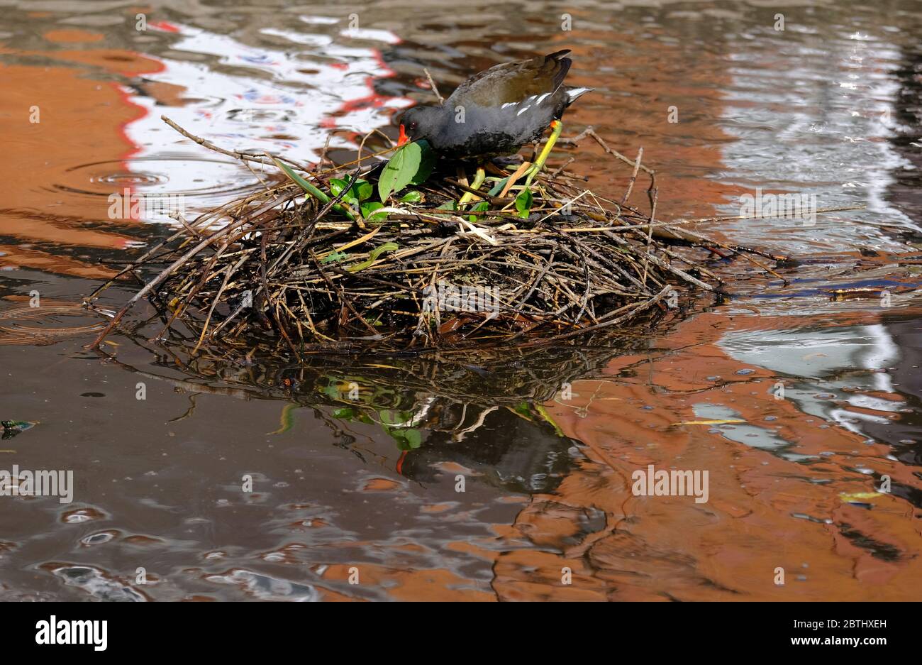 Loughborough, Leicestershire, Großbritannien. Ein Moorhen baut ein Nest auf einem Teich im QueenÕs Park, 26. Mai 2020. Credit Darren Staples/Alamy Stockfoto