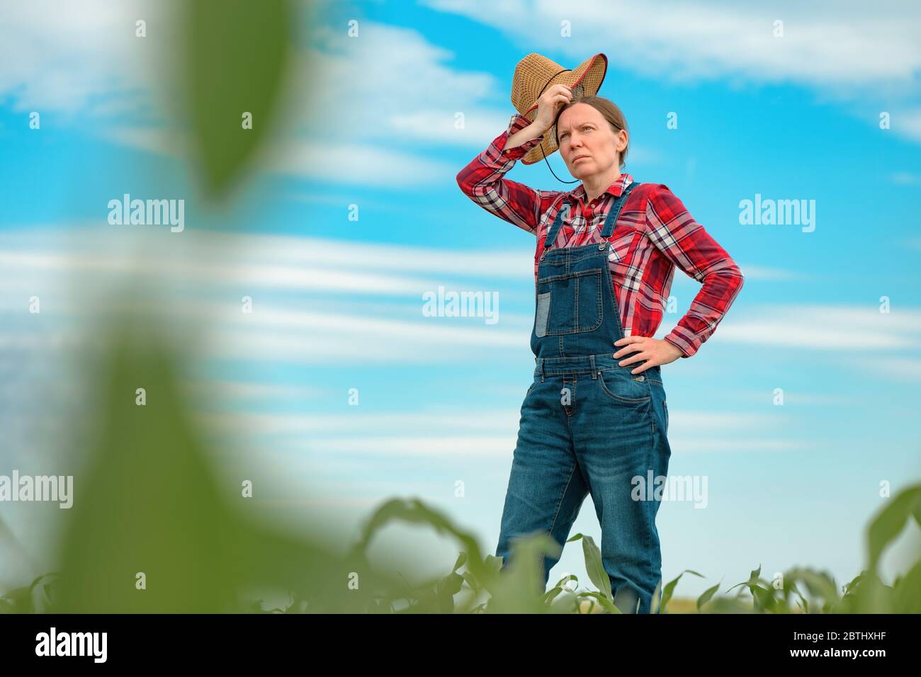 Agrarwissenschaftlerin, die im Maisfeld steht und junge grüne Maispflanzen betrachtet Stockfoto