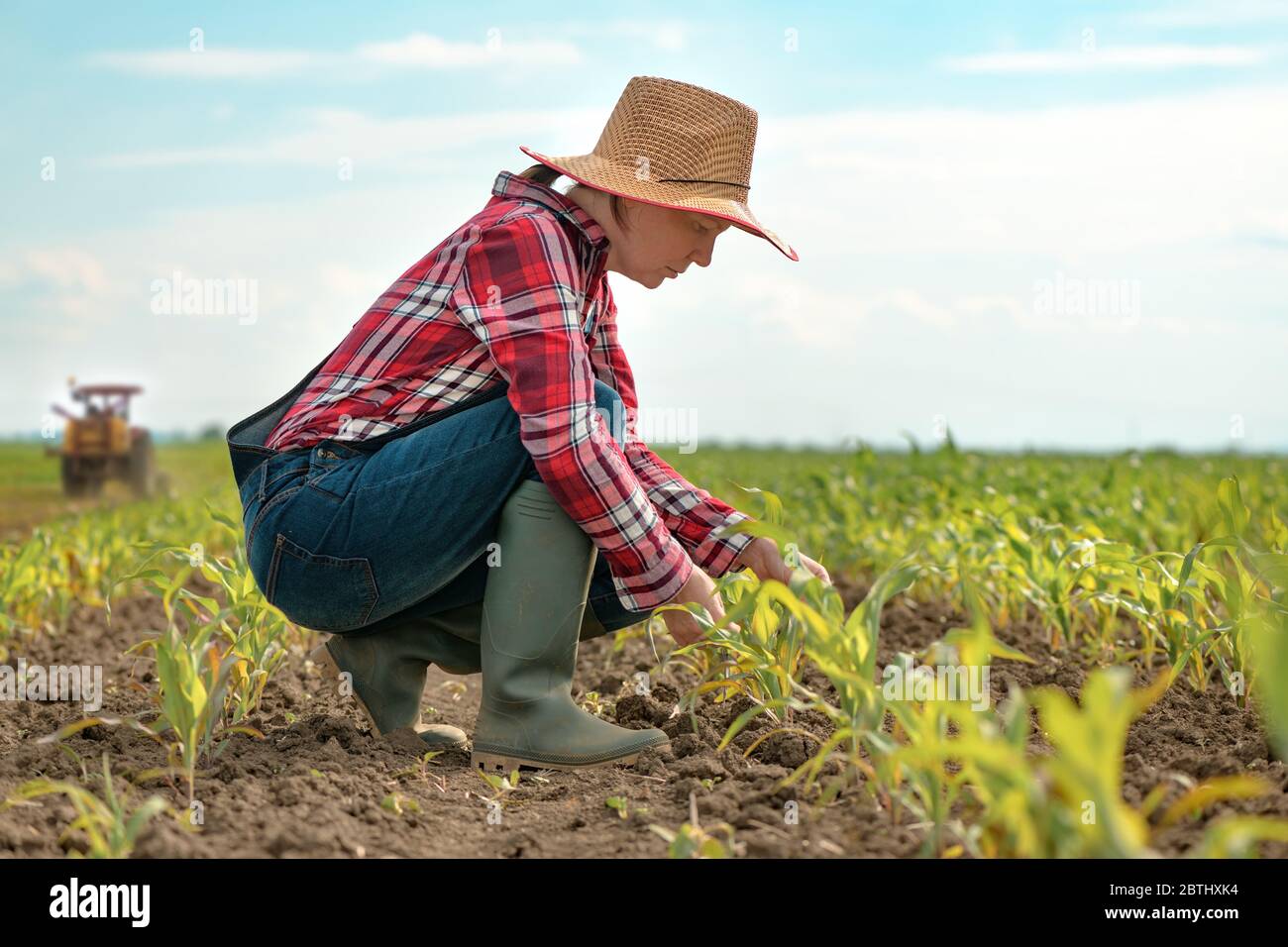 Farmerin untersucht junge grüne Maispflanzen auf dem Feld, Frau Agronomin Blick über Maisplantage Stockfoto