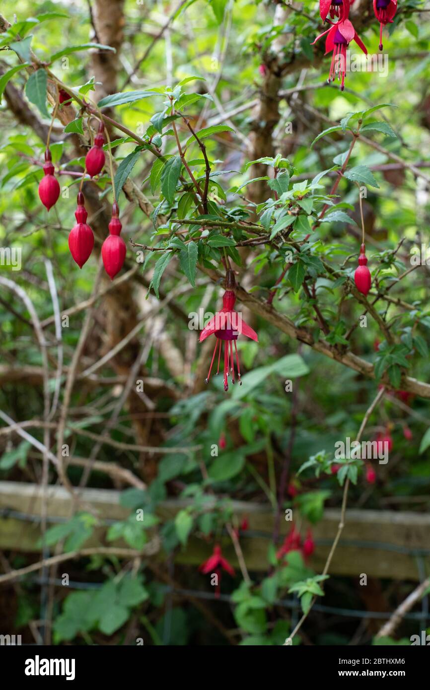 Fushia wächst wild. Stockfoto