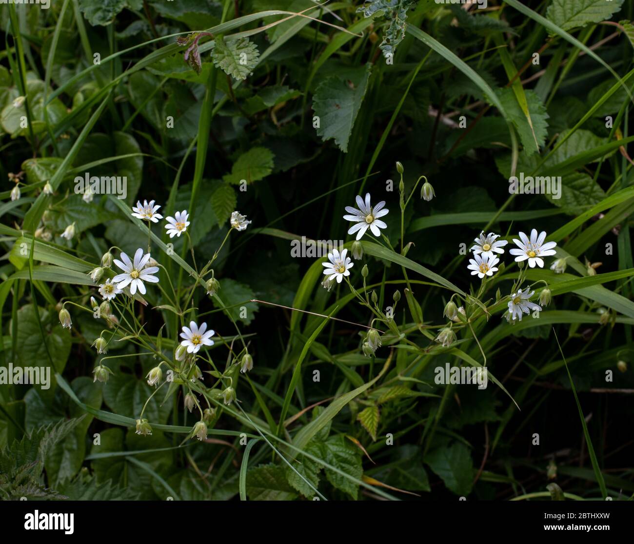Größere Stitchwort Stockfoto