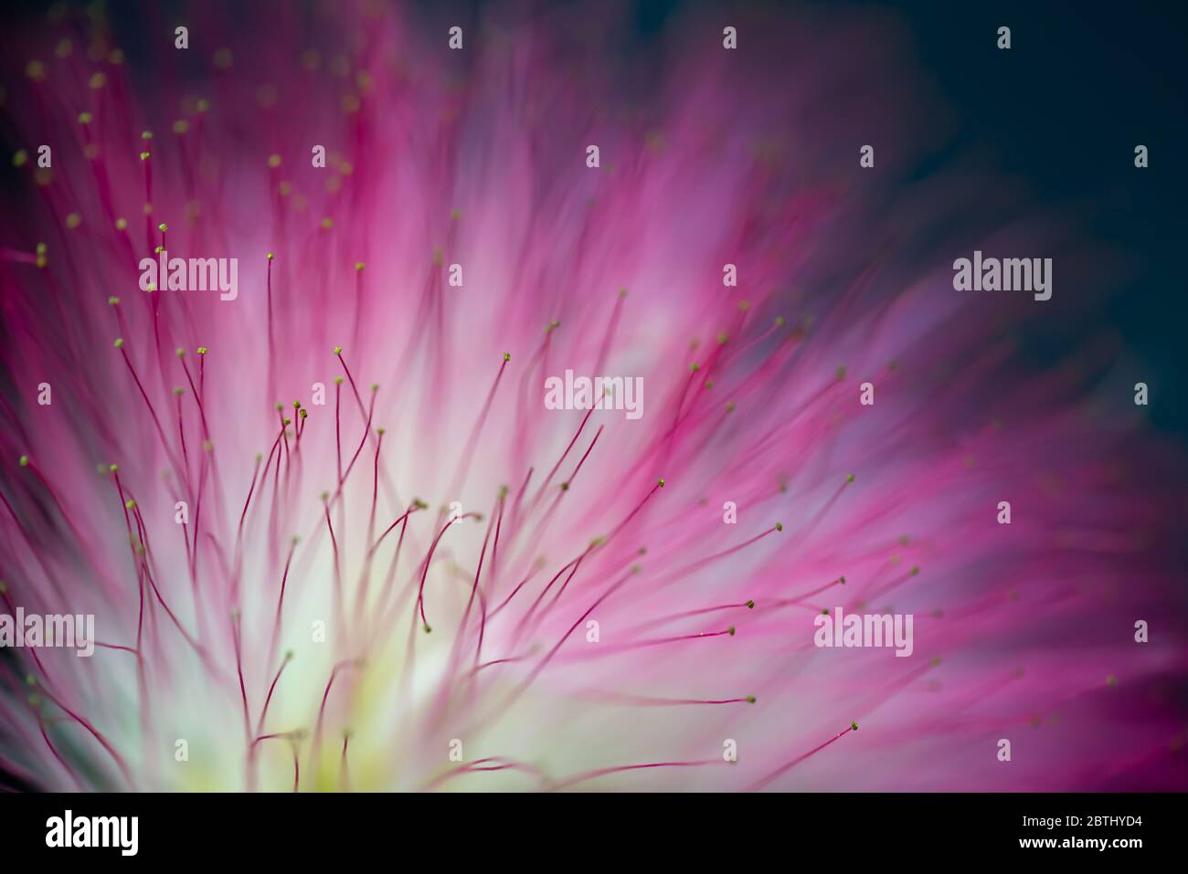Nahaufnahme einer rosa persischer Seide Baum oder Mimosa Tree (Albizia julibrissin) Blüte Stockfoto