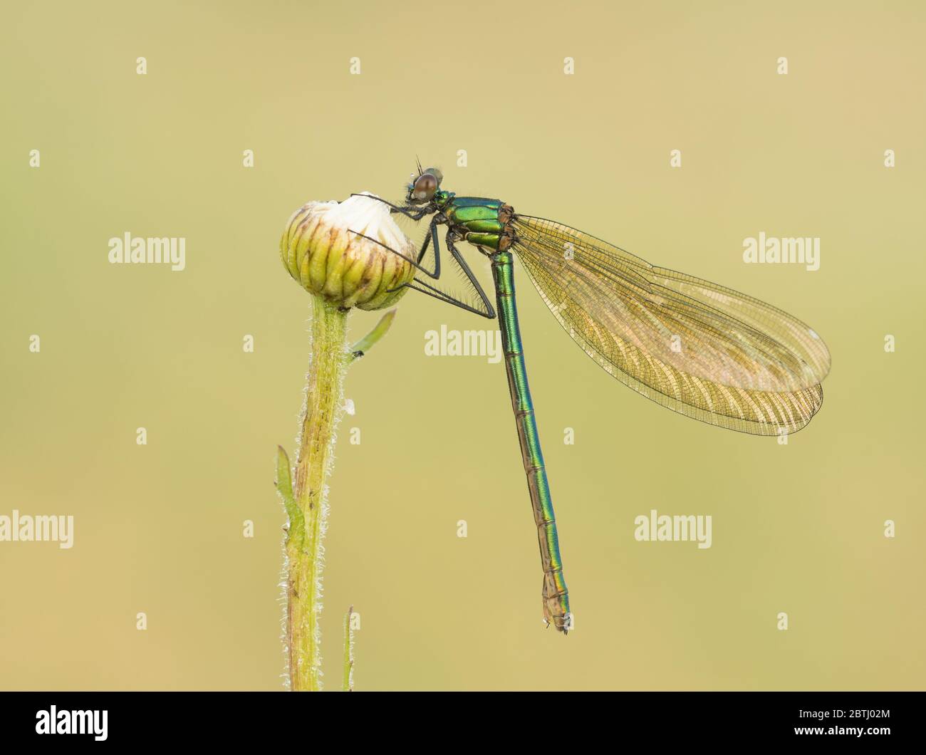 Ein weibliches gebändertes Demoiselle (Calopteryx splendens), das auf einem Ochsenauge-Gänseblümchen-Kopf brütet. Stockfoto