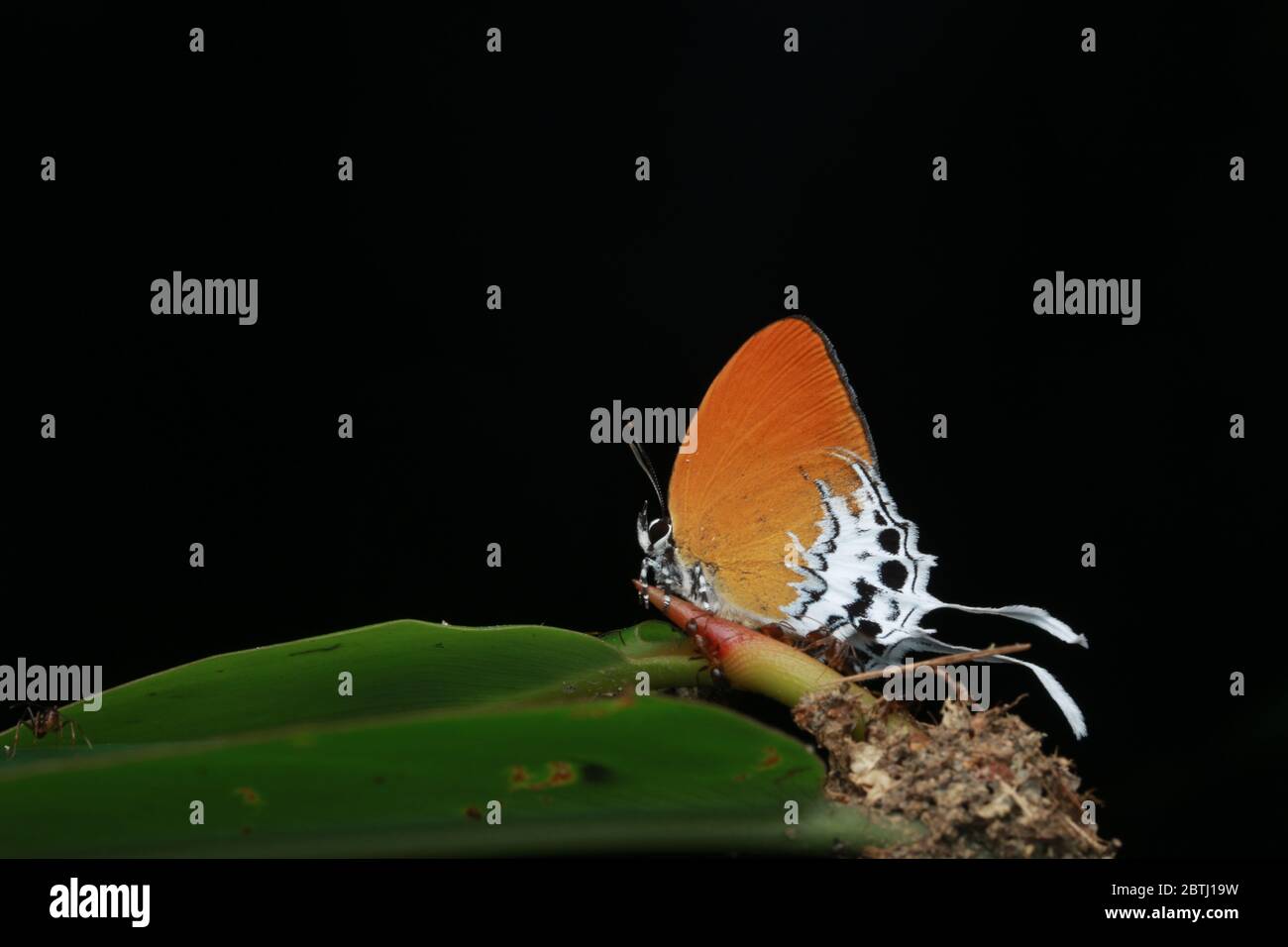 Branded Imperial Butterfly, Eooxylides tharis, Stockfoto