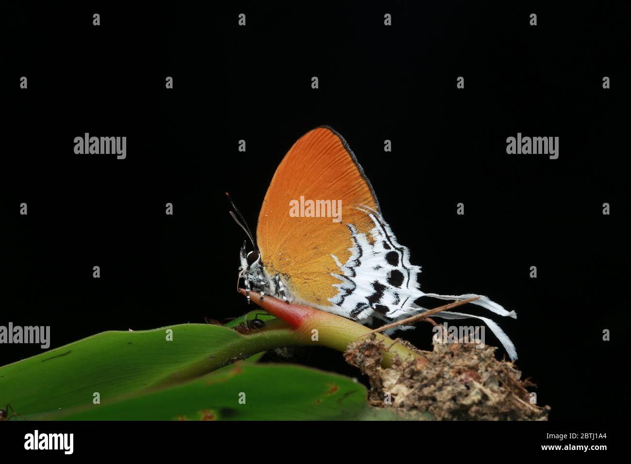 Branded Imperial Butterfly, Eooxylides tharis, Stockfoto