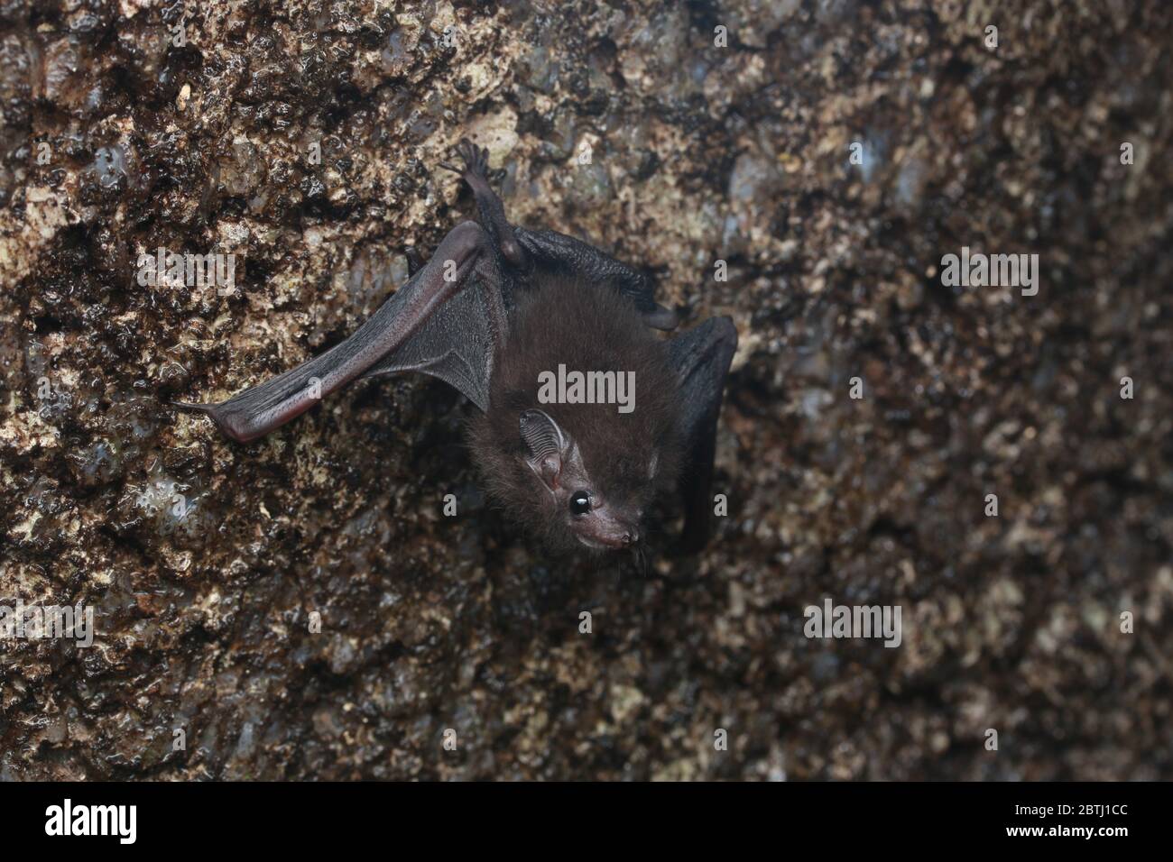 Kleiner Schwanzbatte (Emballonura monticola), der in einer Höhle hängt Stockfoto