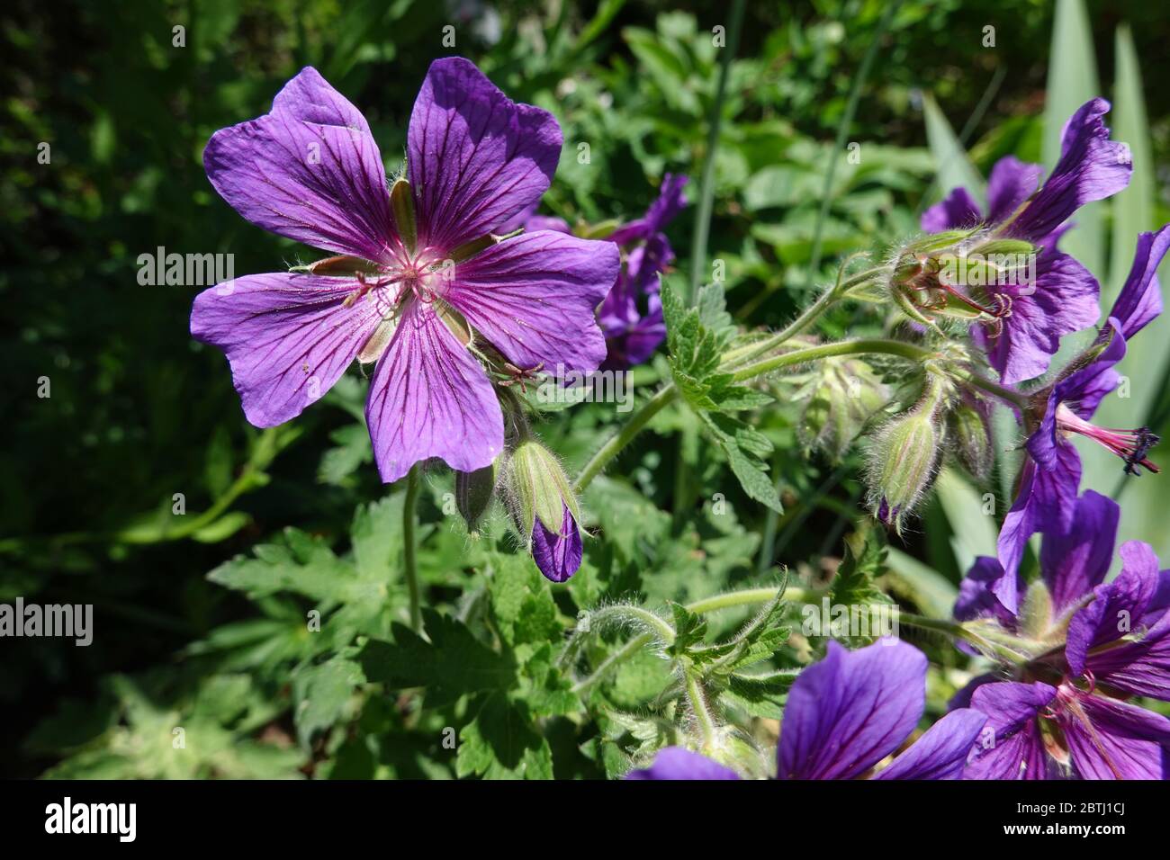 Blüten von blühenden lila Kranzschnabel, Geranie x magnificum, Nahaufnahme in der Frühjahrssaison, verträumter Blütenstand mit verschwommenem Hintergrund, Konzept Stockfoto