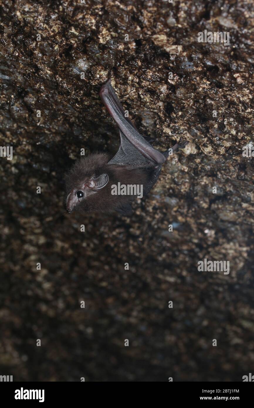 Kleiner Schwanzbatte (Emballonura monticola), der in einer Höhle hängt Stockfoto