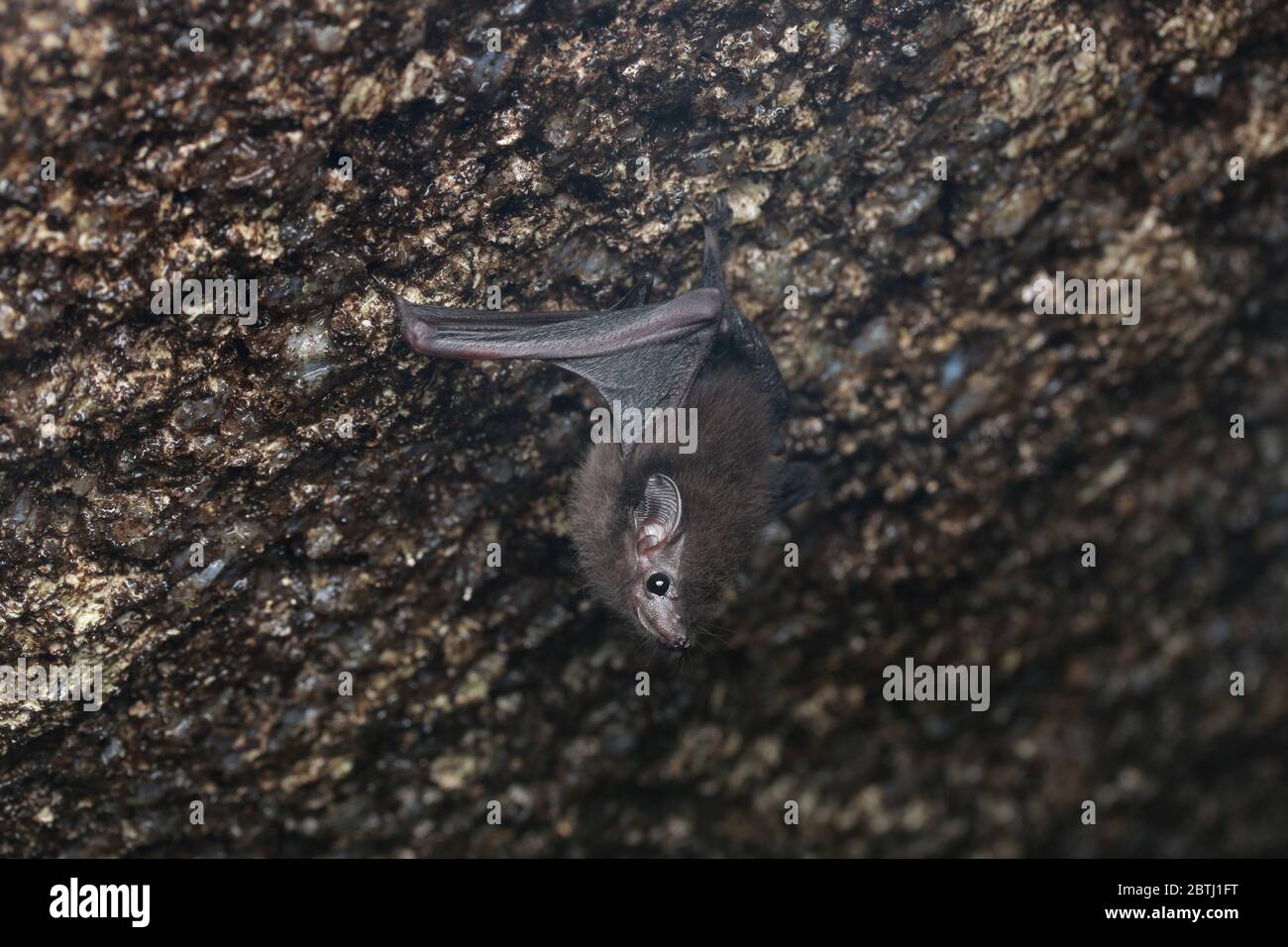 Kleiner Schwanzbatte (Emballonura monticola), der in einer Höhle hängt Stockfoto