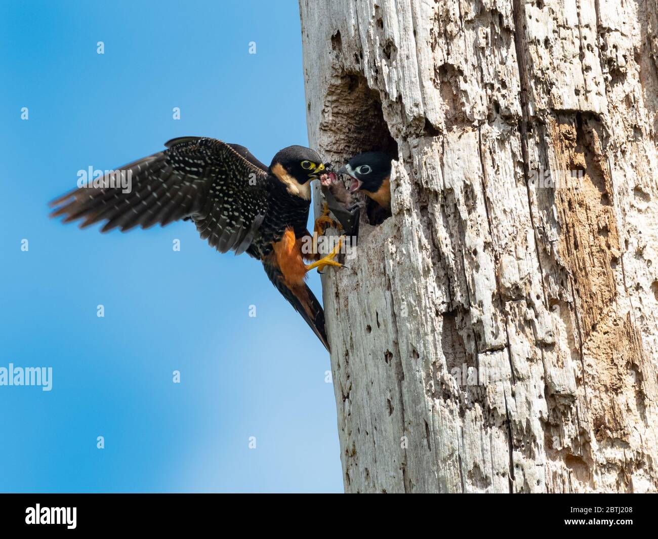 Ein Elternteil bat Falcon füttert seine Jungen in ihrem Nest. Stockfoto