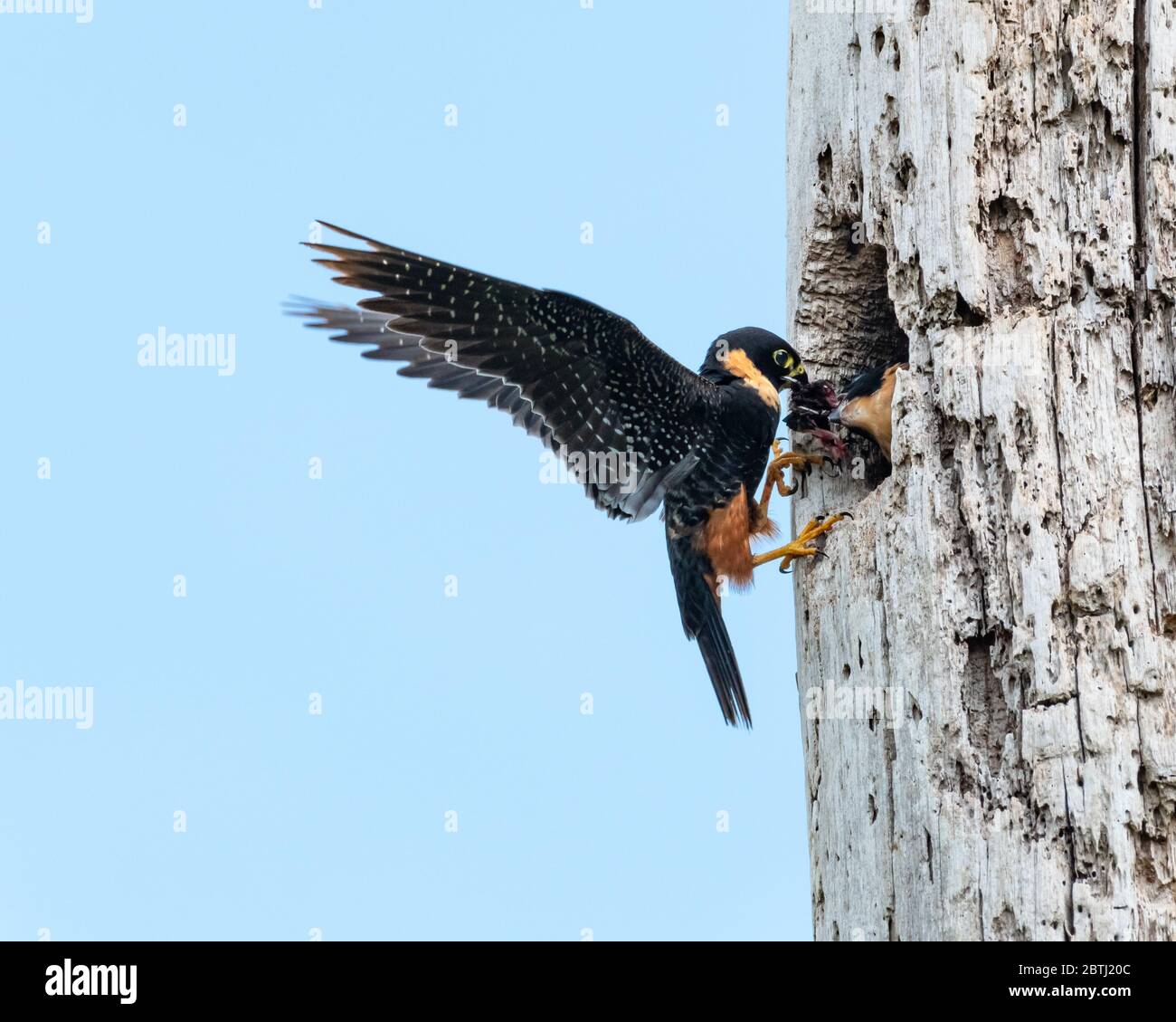 Ein Elternteil bat Falcon füttert seine Jungen in ihrem Nest. Stockfoto