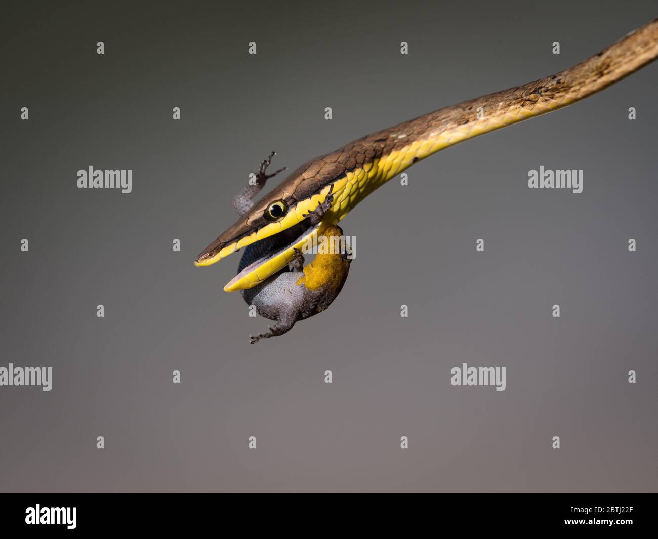 Eine Pferdepeitschenschlange versucht, einen Gecko zu essen, der sich um sein Leben kämpft und die Schlange beißt. Stockfoto