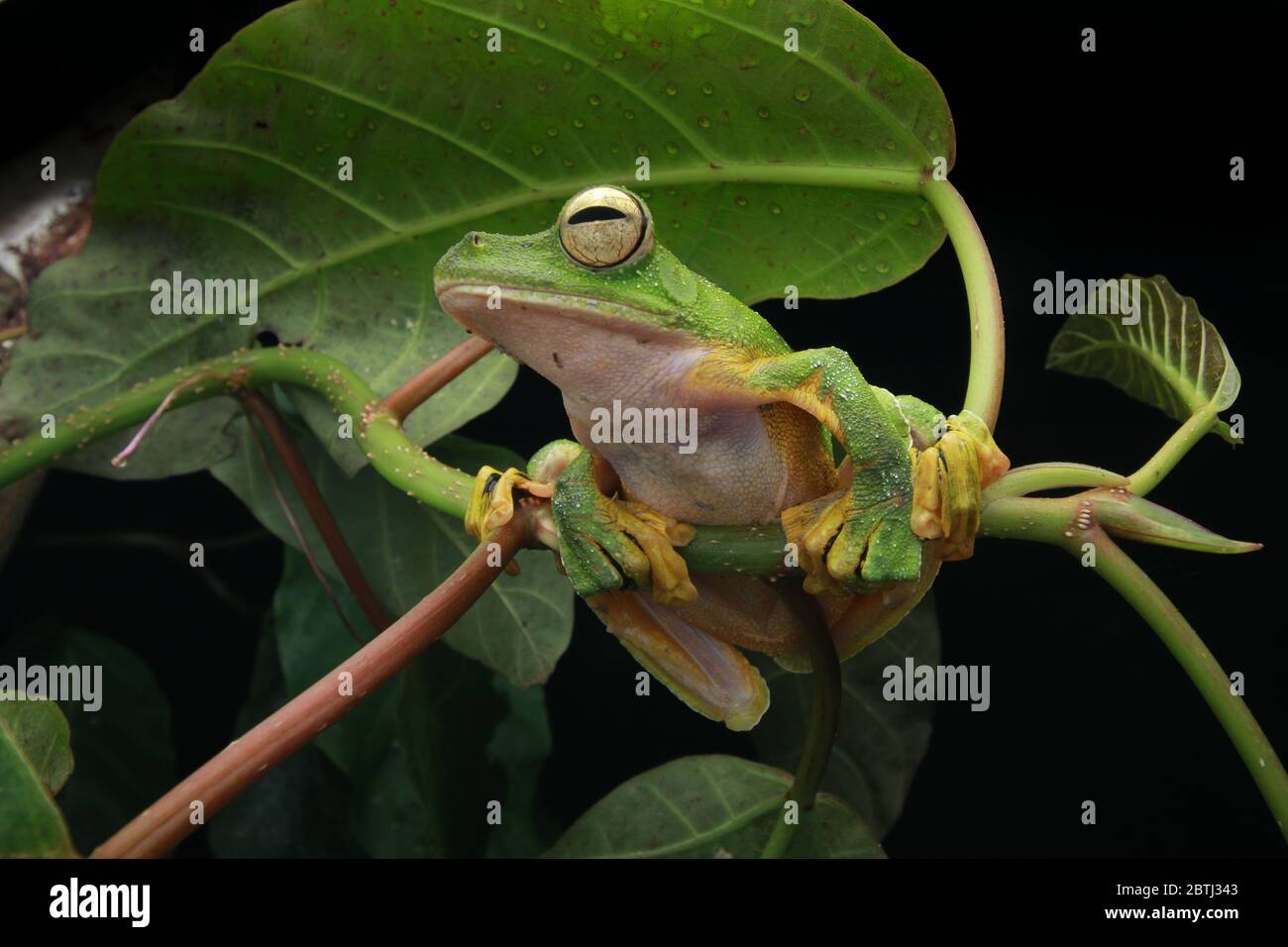 Wallace's Gliding Frog (Rhacophorus nigropalmatus) wie die meisten Frösche in dieser Familie leben sie hoch oben auf Baumdächern. Stockfoto